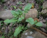View full-size image familia Brassicaceae