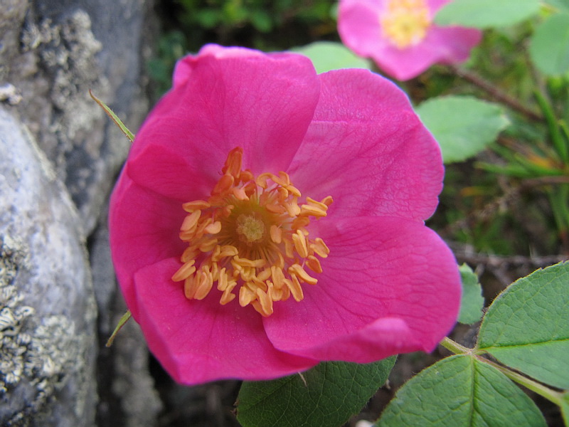 Image of Rosa acicularis specimen.