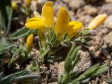 Смотреть изображение Genista scythica