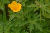 View full-size image Trollius riederianus
