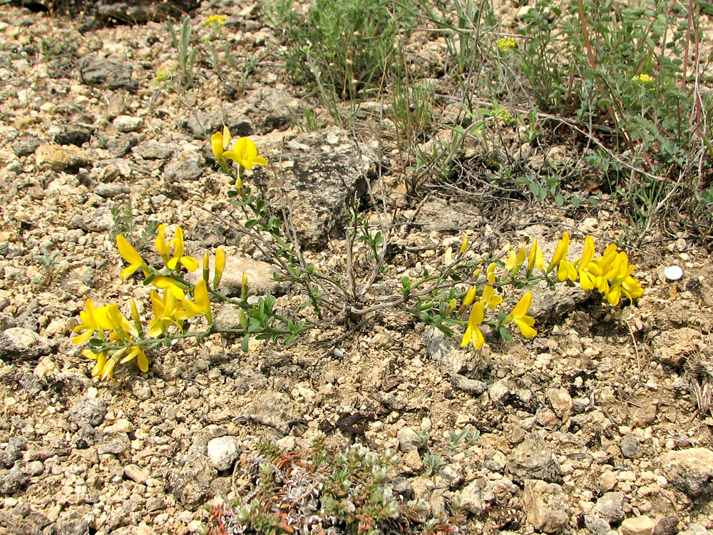 Image of Genista scythica specimen.