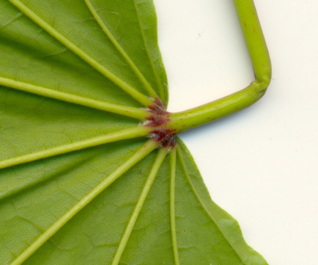 Image of Acer platanoides specimen.