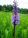 Dactylorhiza fuchsii