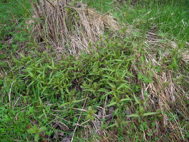 Image of genus Melampyrum specimen.