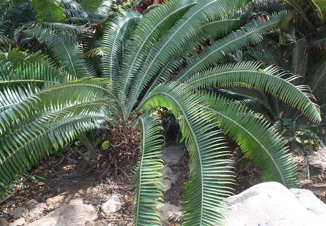 Image of Dioon spinulosum specimen.