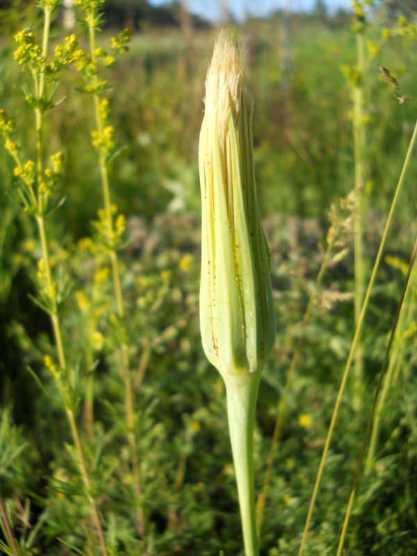 Image of Tragopogon orientalis specimen.