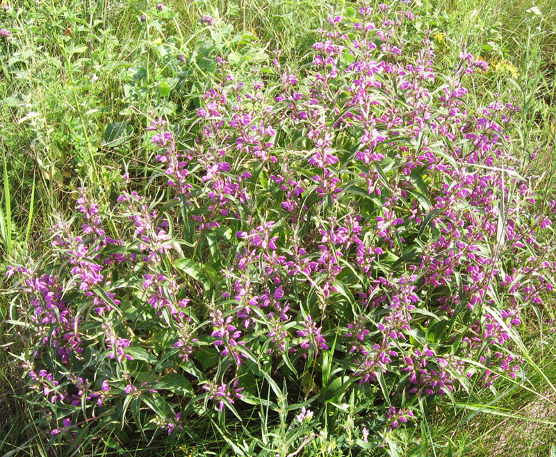 Image of Phlomis pungens specimen.