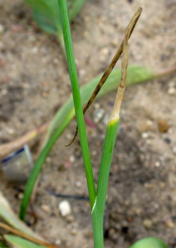 Image of Allium sativum specimen.