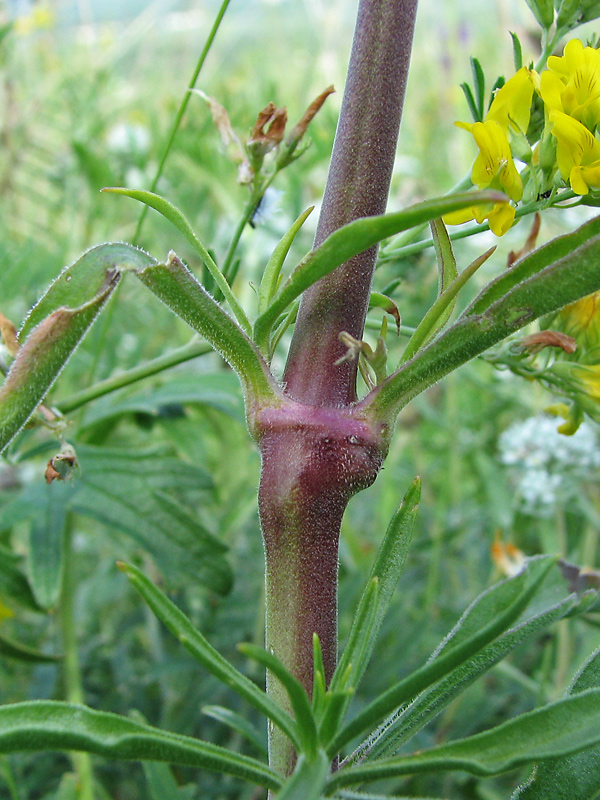 Image of Silene donetzica specimen.