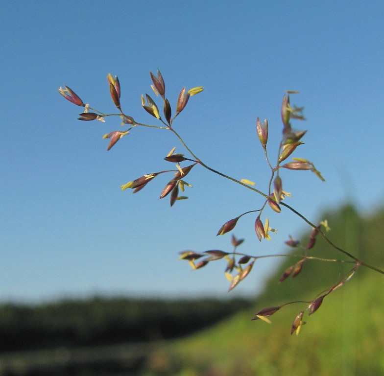 Изображение особи род Agrostis.