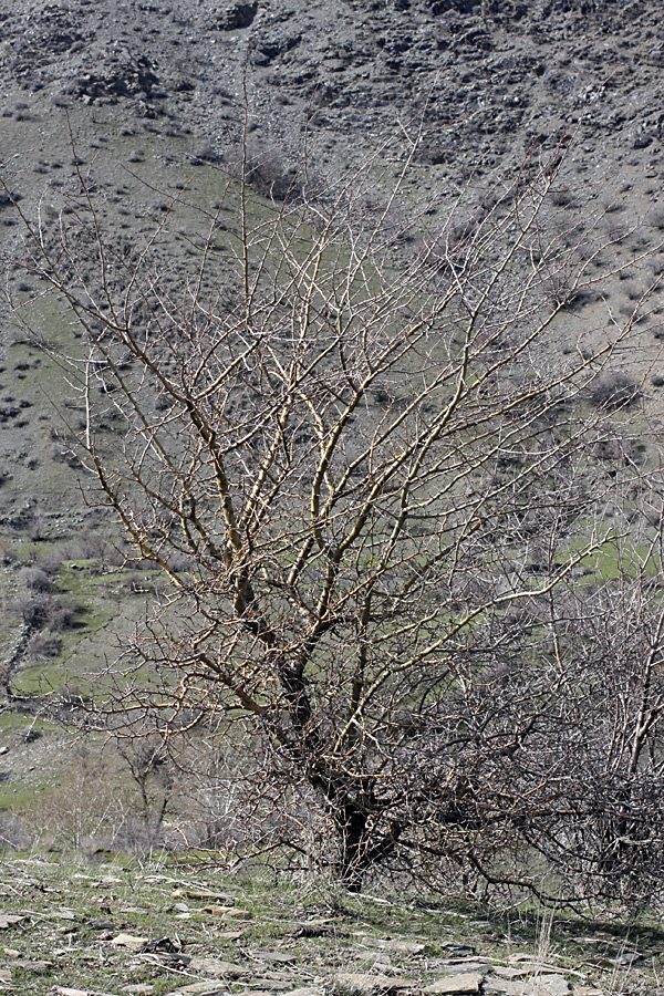 Image of Crataegus turkestanica specimen.