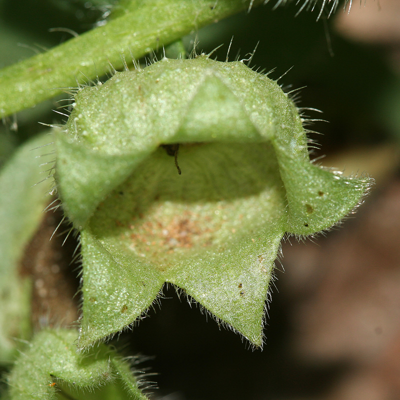 Image of Nonea rossica specimen.