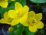 Caltha palustris