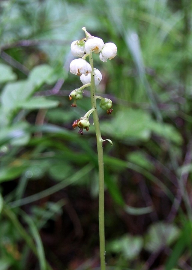 Image of Pyrola minor specimen.