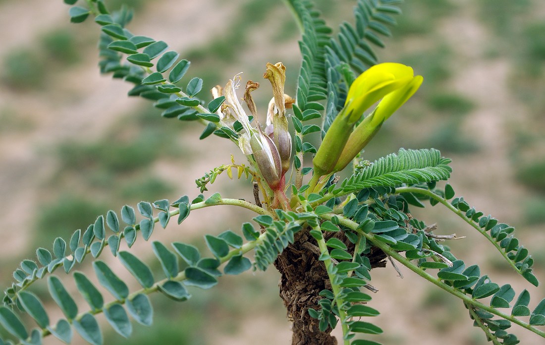 Image of Astragalus macronyx specimen.