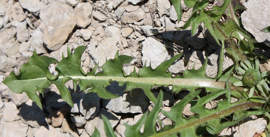 Image of genus Taraxacum specimen.