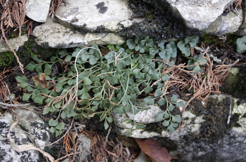 Изображение особи Asplenium ruta-muraria.