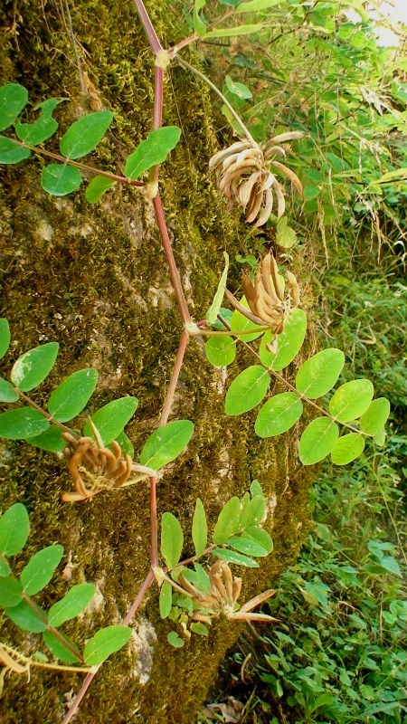 Изображение особи Astragalus glycyphylloides.