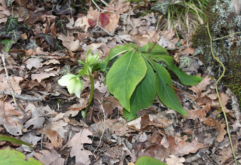 Image of Helleborus caucasicus specimen.