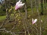 Magnolia liliiflora. Ветвь с цветками и распускающимися листьями. Сочи, дендрарий. 16.03.2009.