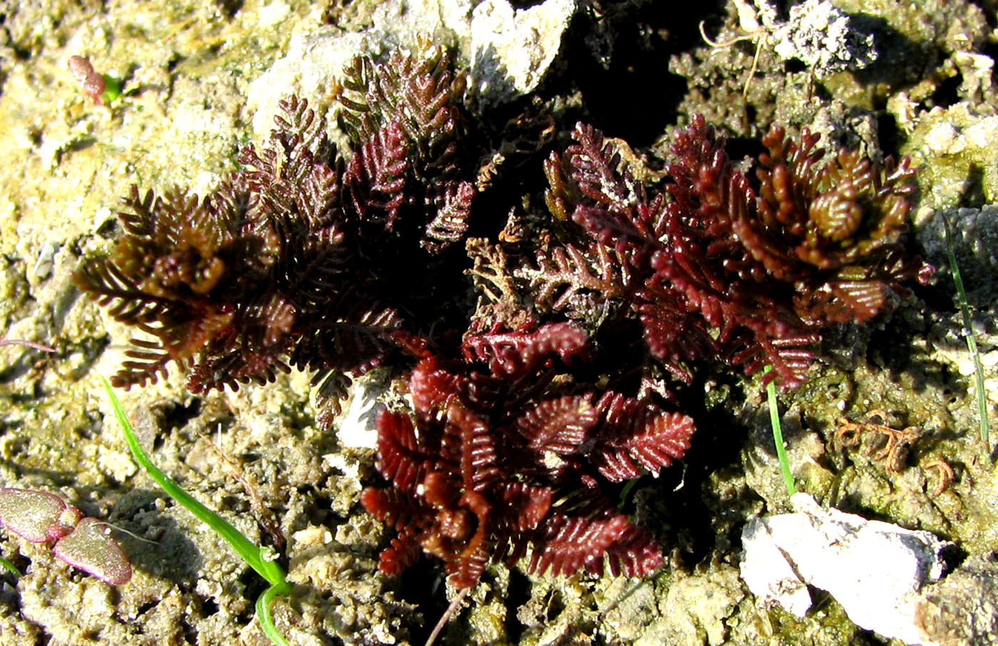 Изображение особи Myriophyllum sibiricum.