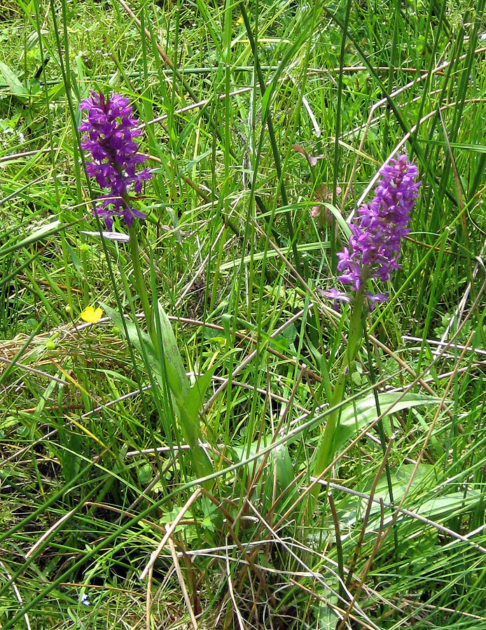 Image of Dactylorhiza majalis specimen.