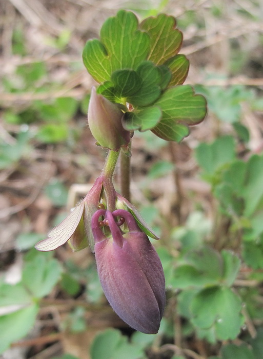 Image of Aquilegia sibirica specimen.