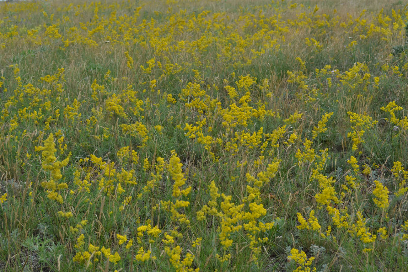 Изображение особи Galium verum.