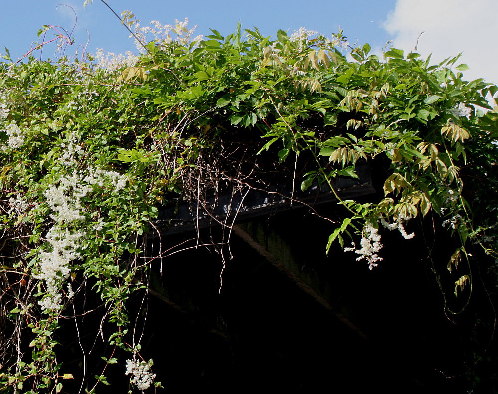 Image of Fallopia aubertii specimen.