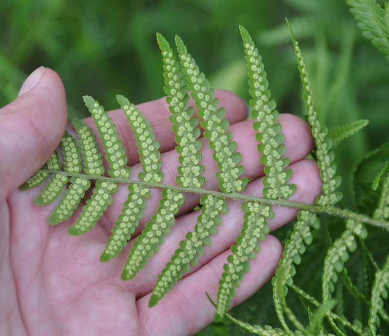 Изображение особи Dryopteris filix-mas.