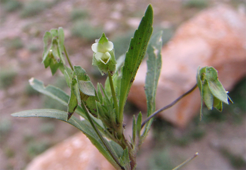 Image of Viola occulta specimen.