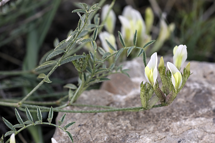 Изображение особи Astragalus macrotropis.