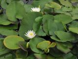 Nymphaea odorata. Цветущие растения на мелководье небольшого озерца. США, штат Мериленд, Роквилл. 22 сентября 2007 г.