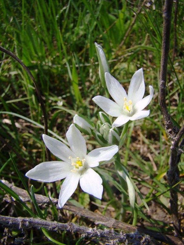 Изображение особи Ornithogalum navaschinii.