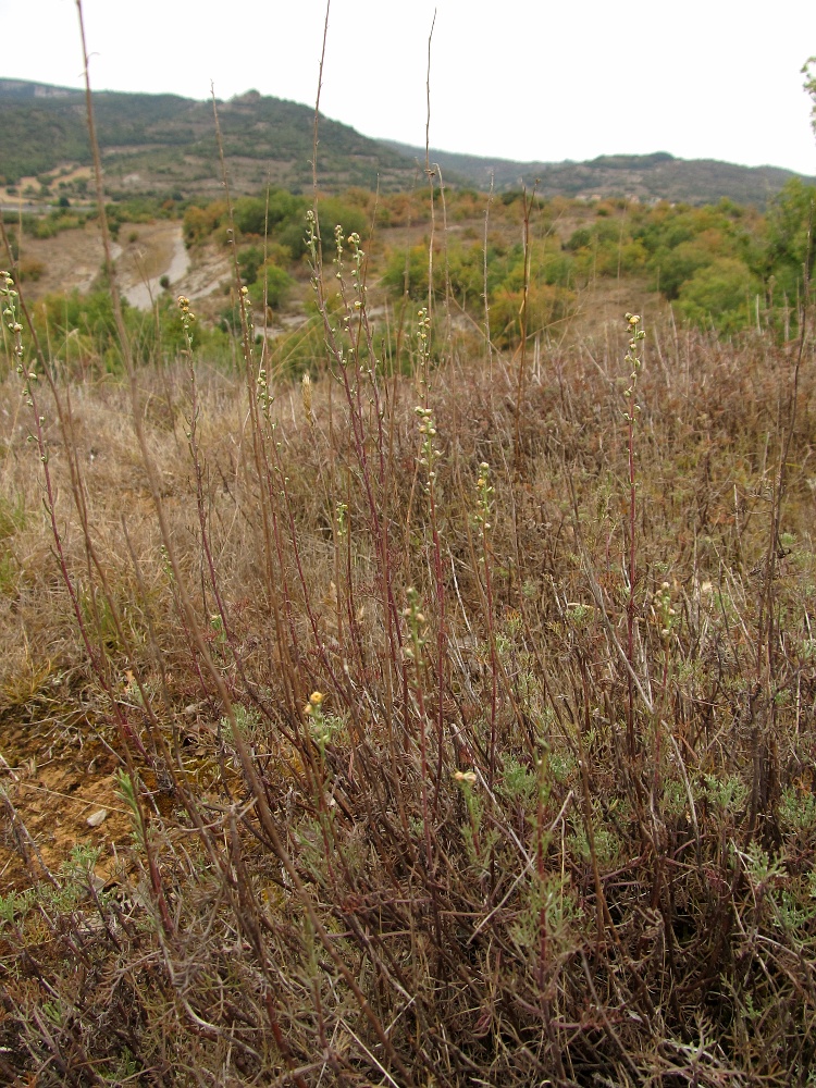 Image of genus Artemisia specimen.