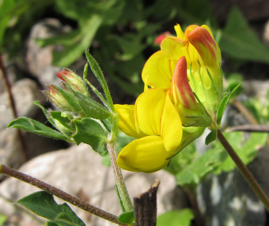 Image of Lotus corniculatus specimen.