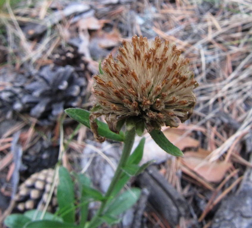 Image of Aster alpinus specimen.