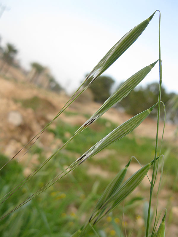 Image of genus Avena specimen.