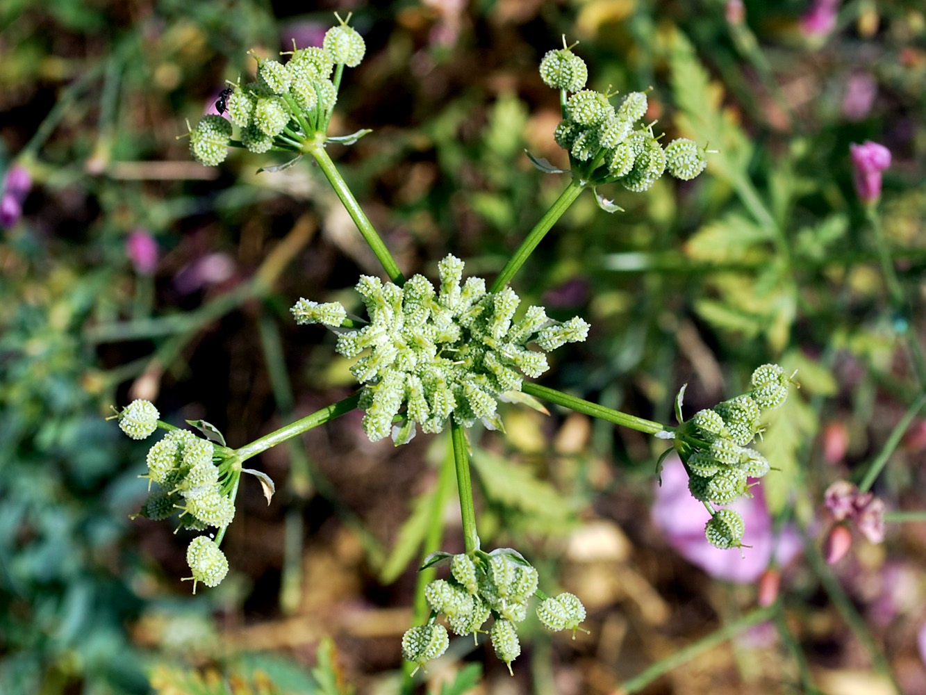 Image of Eremodaucus lehmannii specimen.