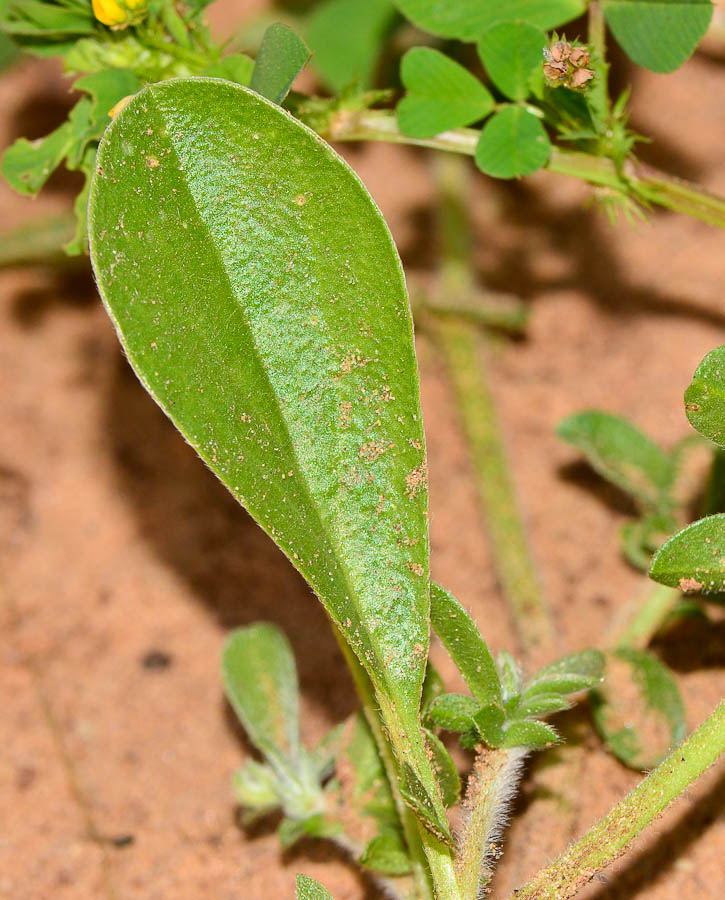 Image of Hymenocarpos circinnatus specimen.