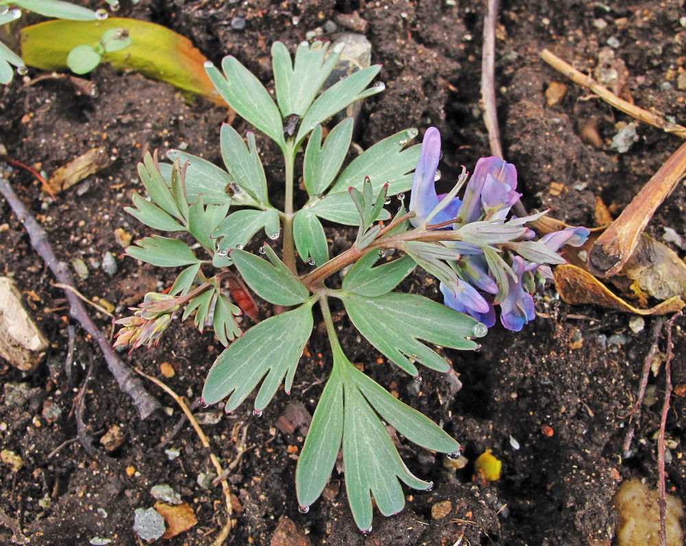 Image of genus Corydalis specimen.