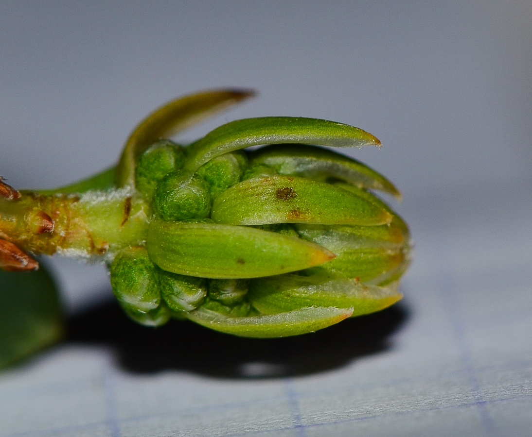 Изображение особи Melaleuca nesophila.