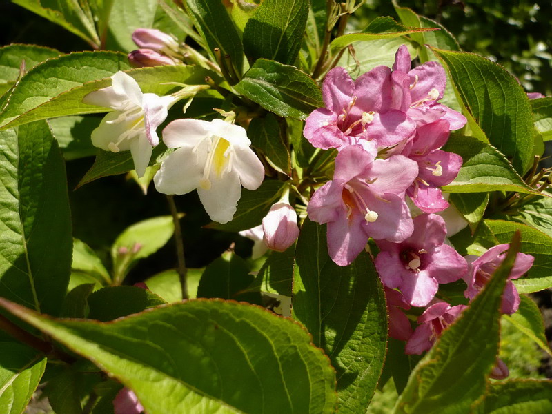 Image of Weigela &times; wagneri specimen.