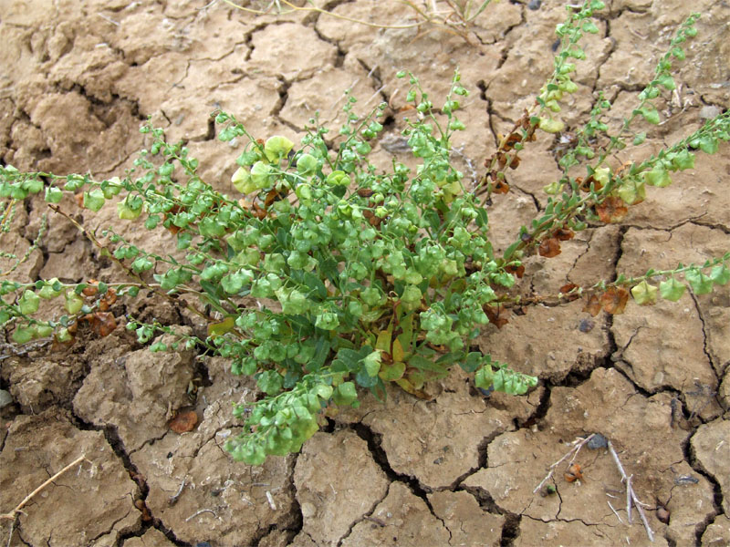 Image of Suchtelenia calycina specimen.