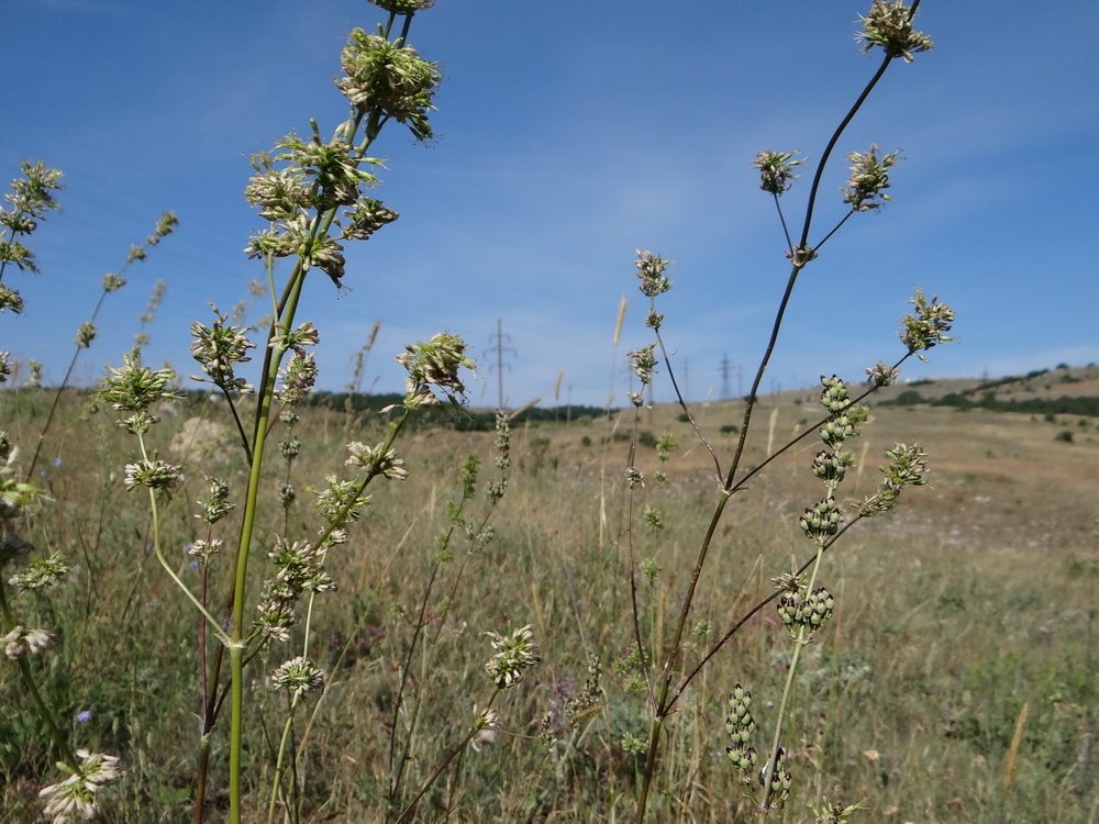 Изображение особи Silene densiflora.