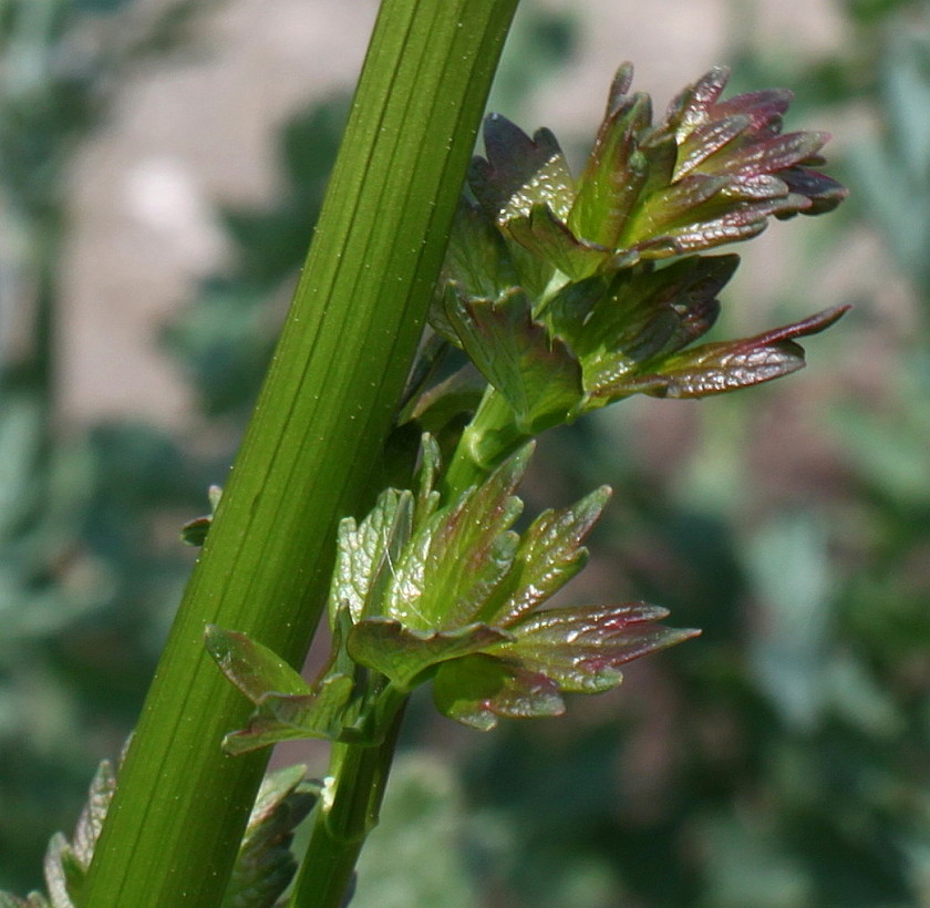 Image of genus Thalictrum specimen.