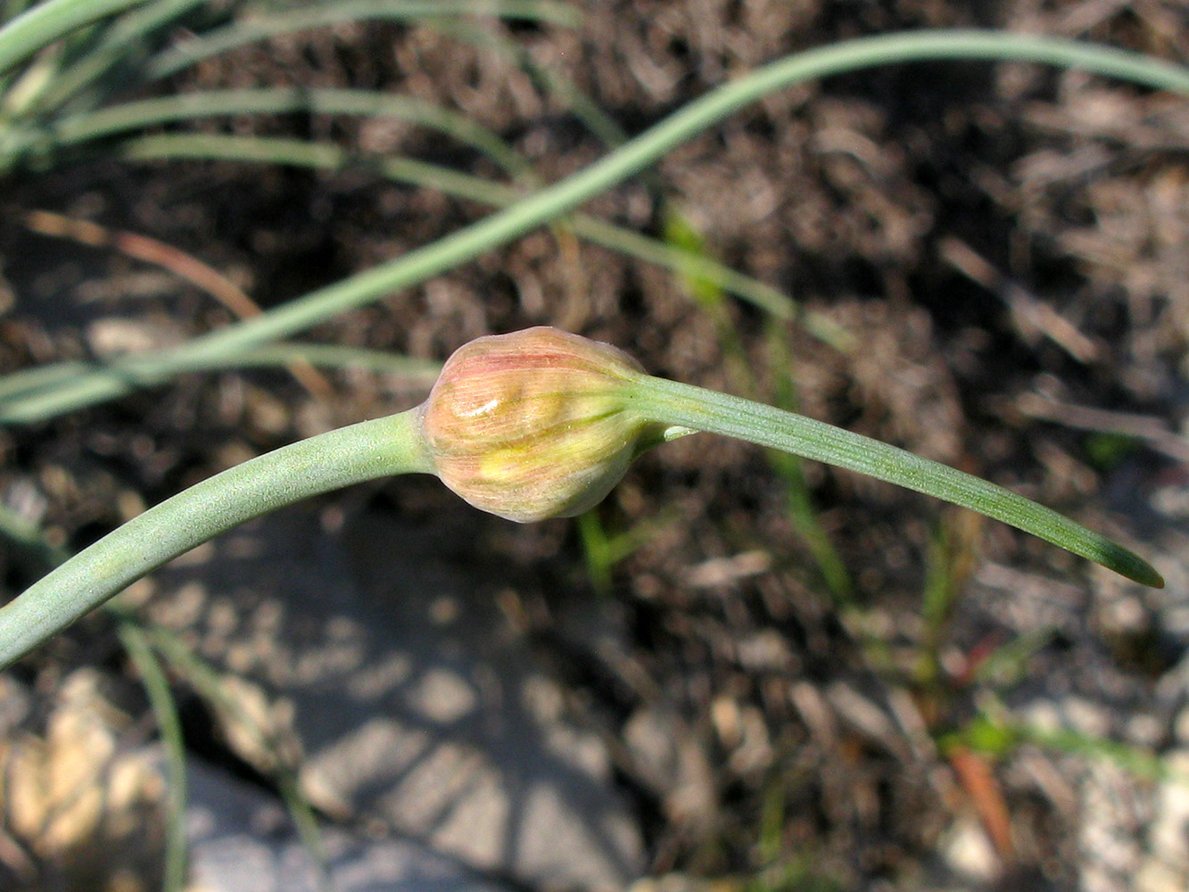 Image of Allium psebaicum specimen.