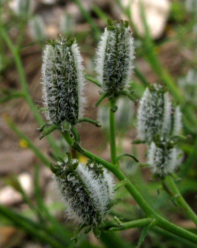 Image of Youngia diversifolia specimen.