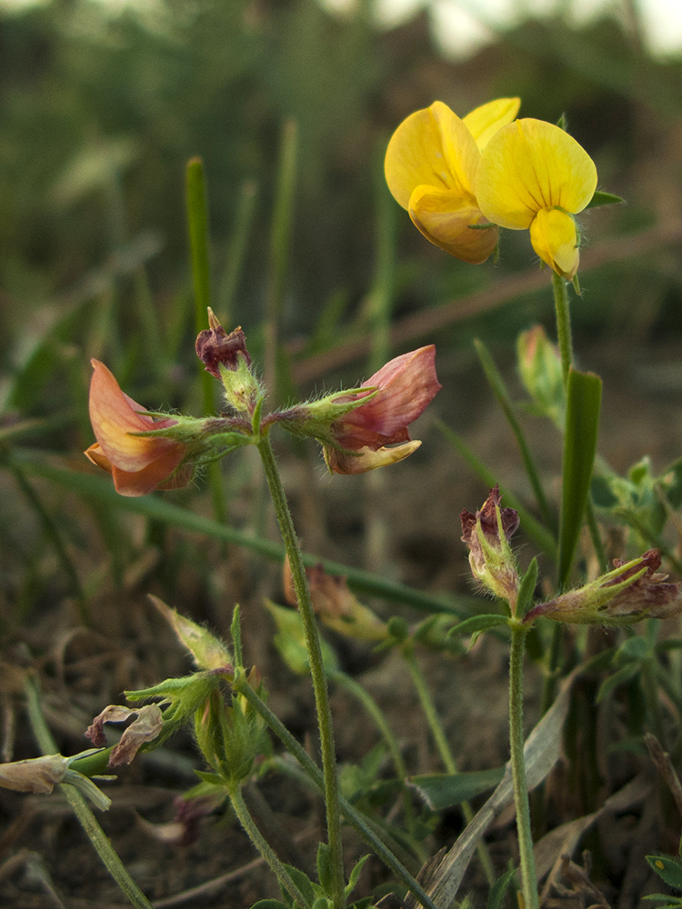 Изображение особи Lotus caucasicus.