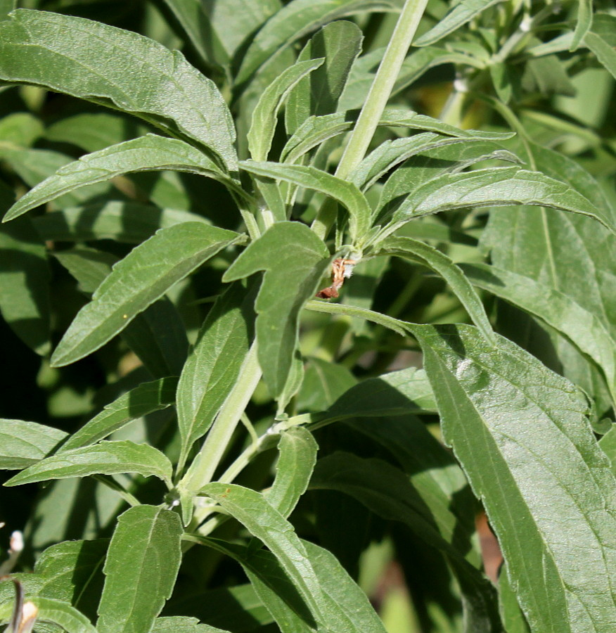 Image of Salvia farinacea specimen.